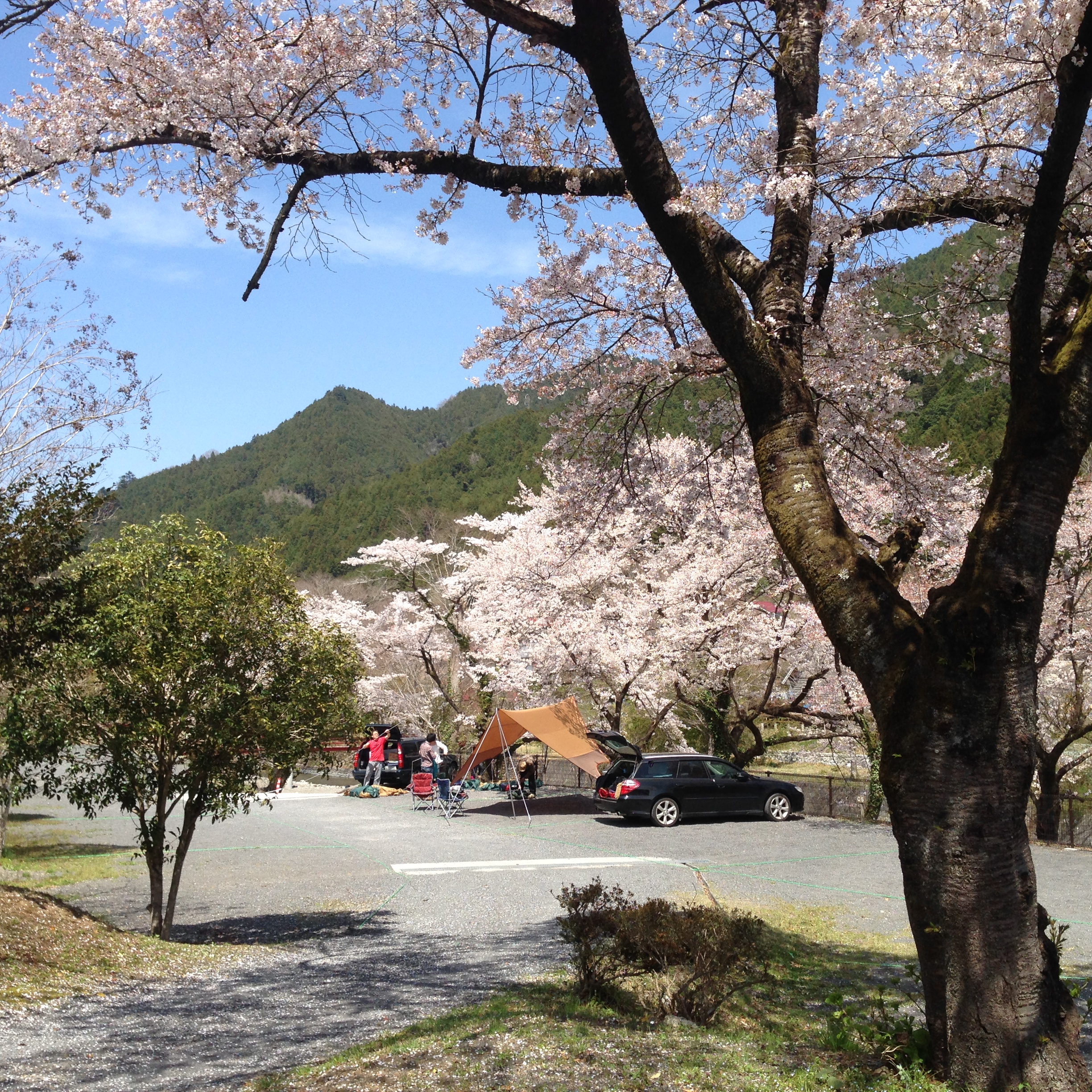 お花見キャンプ バーベキューはいかがでしょうか 一般社団法人 日本オートキャンプ協会